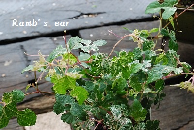 e0128909_8282062.jpg