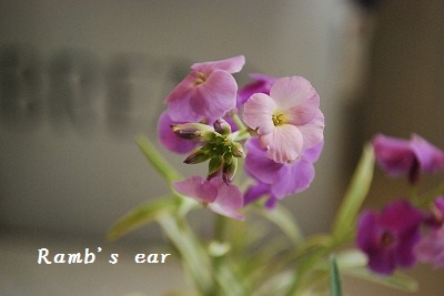e0128909_8291824.jpg