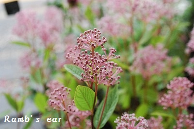 e0128909_8311219.jpg