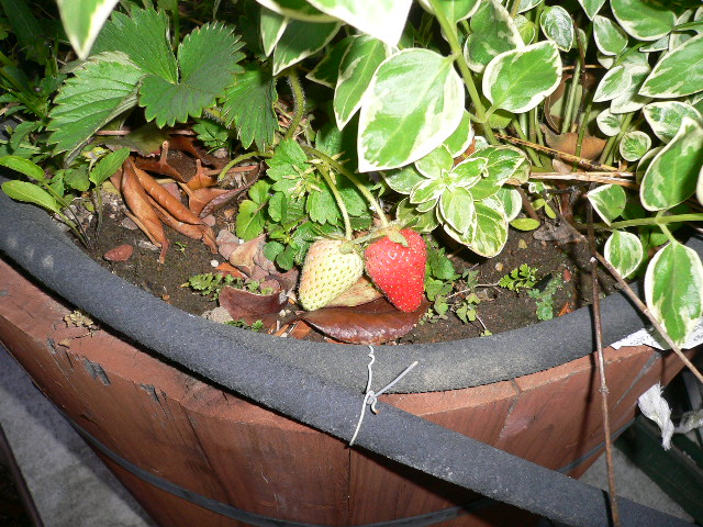 a0249215_1255760.jpg