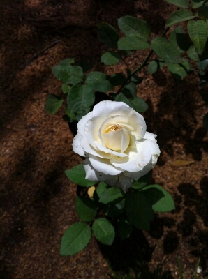 e0307715_23143565.jpg