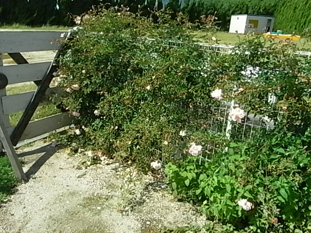 f0341616_722715.jpg