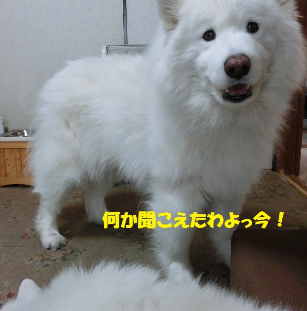 e0196135_21183771.jpg