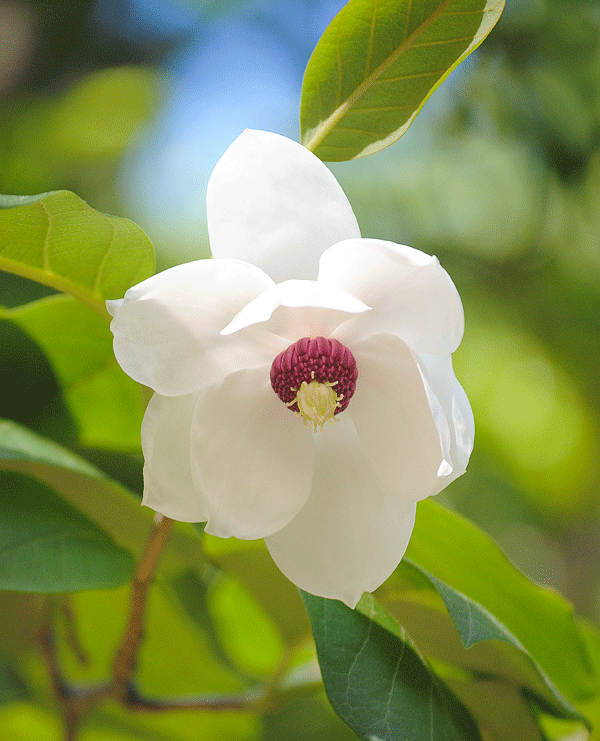 a0001354_2011441.gif