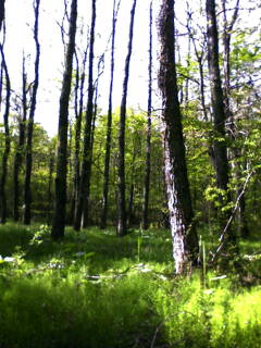 d0045362_2324627.jpg