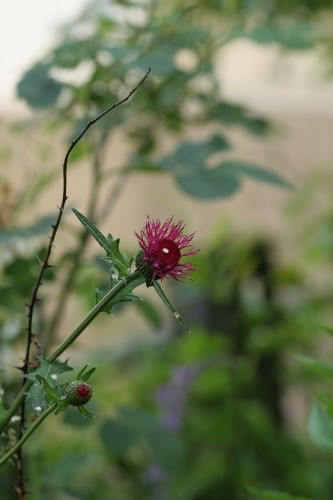 c0186463_17492650.jpg