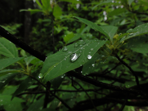 a0061599_7381347.jpg