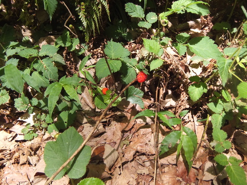 d0149306_21212447.jpg