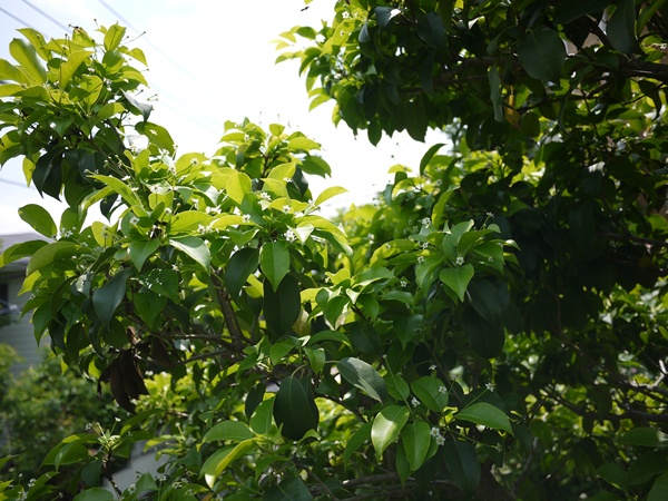 c0214615_2226567.jpg