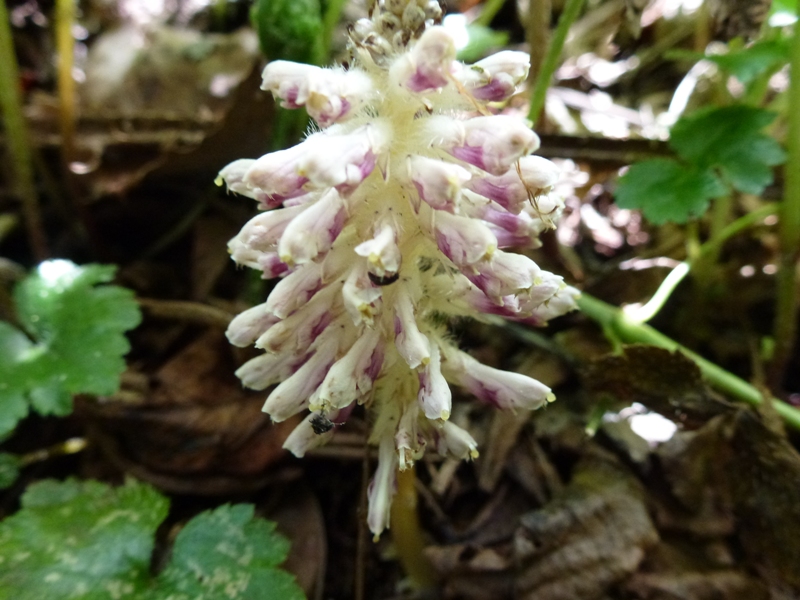 c0042418_8182574.jpg