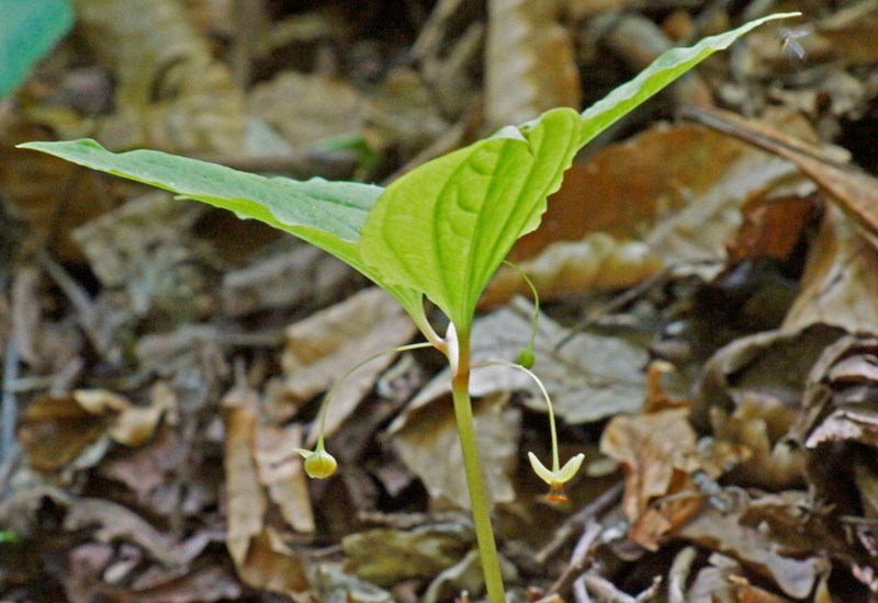 c0042418_8204623.jpg