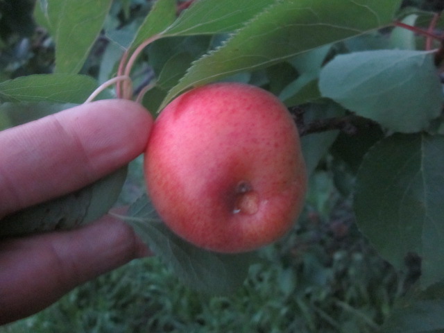 e0181260_20325619.jpg