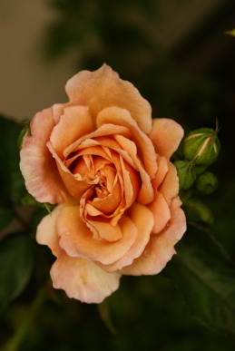 d0166389_935259.jpg