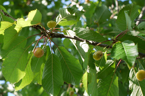 f0222692_12241188.jpg