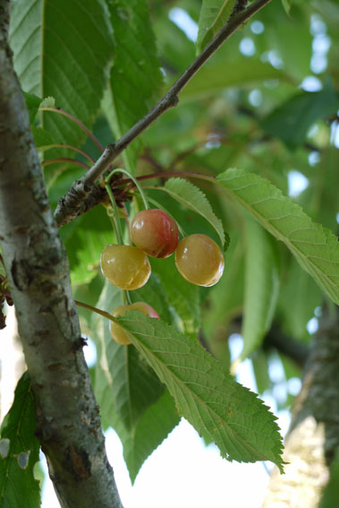 f0222692_12245151.jpg