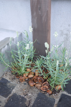 f0161494_8573655.jpg