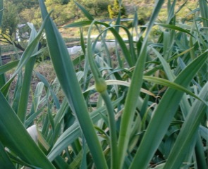 c0151898_1746571.jpg