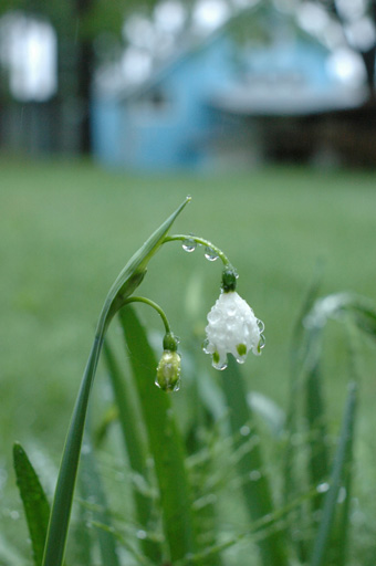 a0061599_7465687.jpg