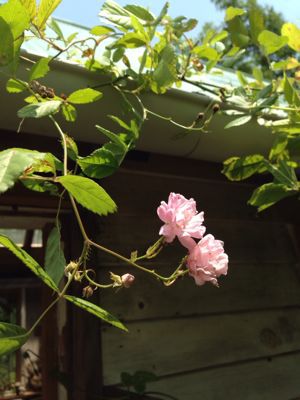 e0233111_20231087.jpg