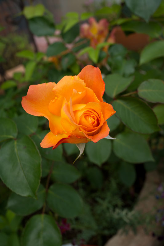 a0278914_16134841.jpg