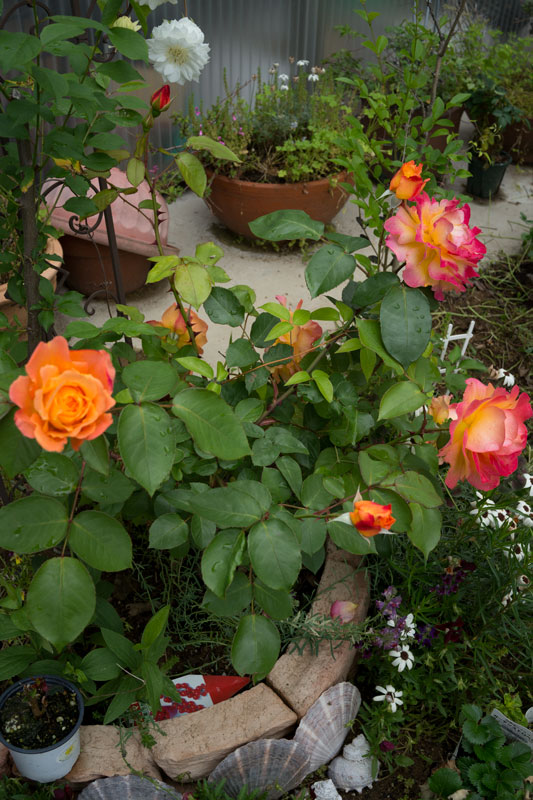 a0278914_4573865.jpg