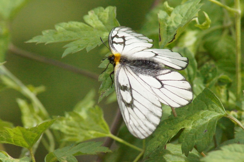 c0042418_8531665.jpg