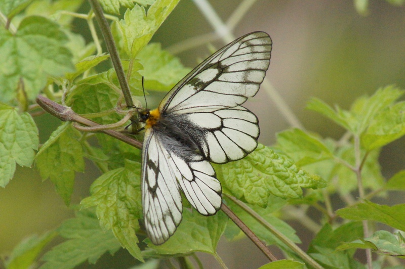c0042418_8533763.jpg