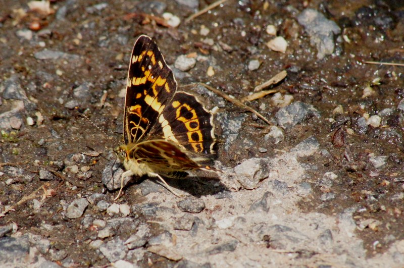 c0042418_8551465.jpg