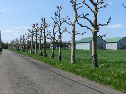 d0136122_127038.jpg