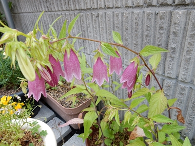 e0033229_18162490.jpg