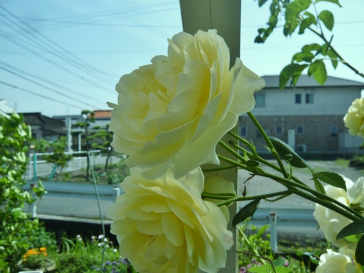 a0206332_85431.jpg