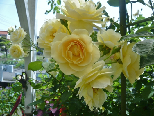 a0206332_88016.jpg