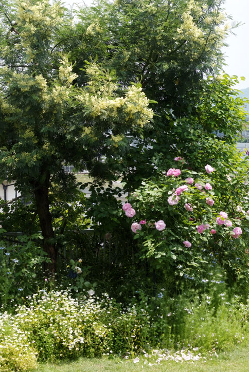 b0075541_14355912.jpg