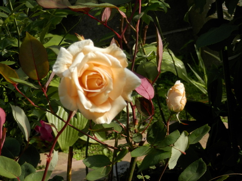 e0288951_17521135.jpg
