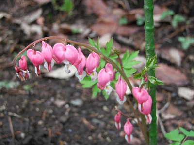 e0088260_11282840.jpg