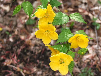 e0088260_1129214.jpg