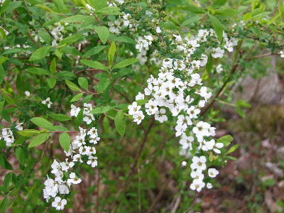 e0088260_11293212.jpg