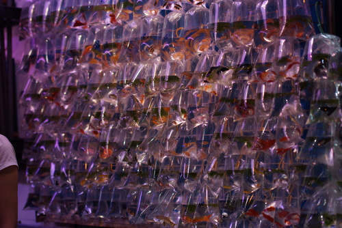 d0119763_20532630.jpg