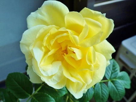 a0125598_21094492.jpg