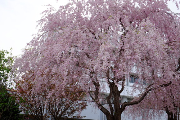 a0191901_11171333.jpg