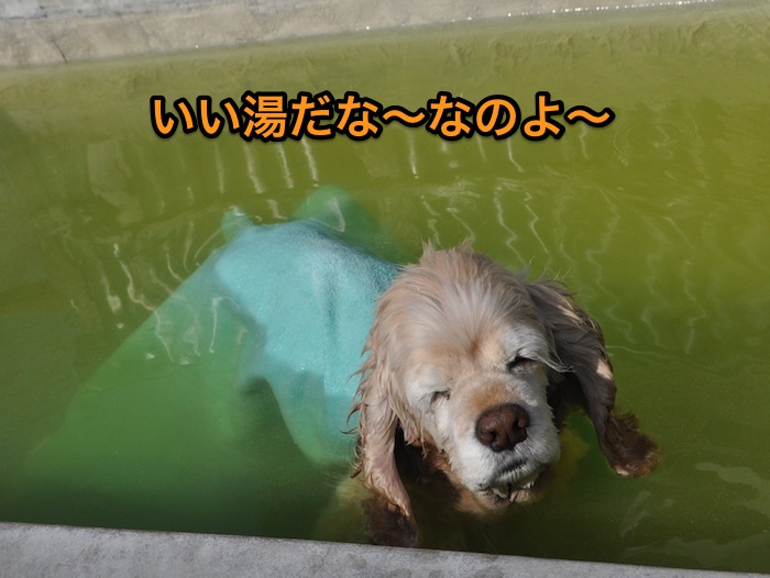 にほんブログ村 犬ブログ アメリカンコッカースパニエルへ