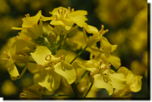 a0114514_1918057.png