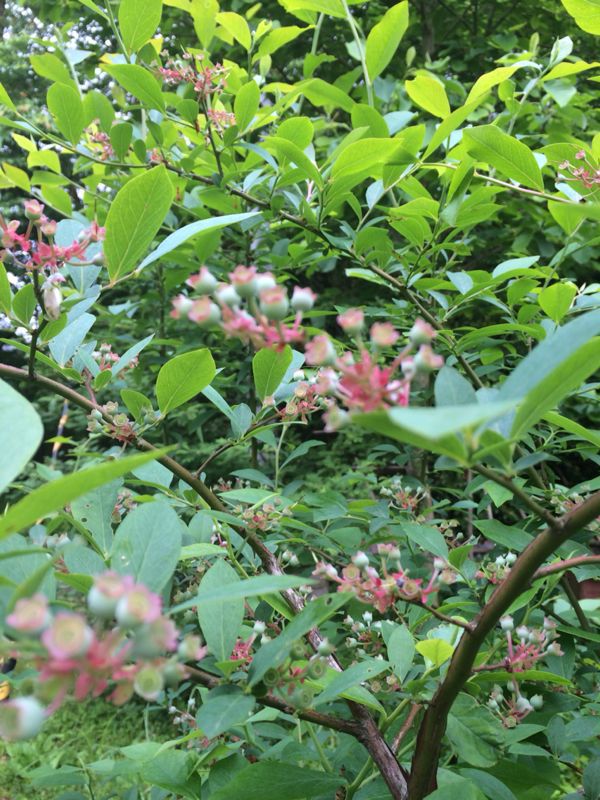 b0229636_16313430.jpg