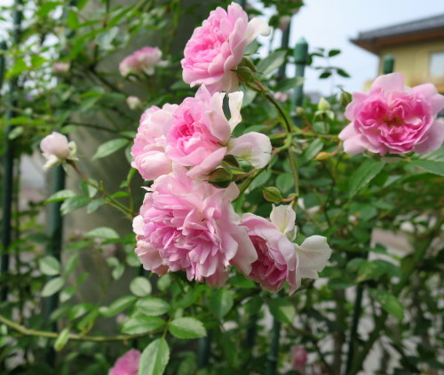 b0178339_23270699.jpg