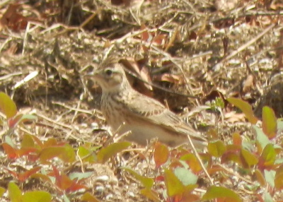 e0172950_16345152.jpg