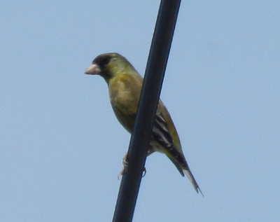 e0172950_1635735.jpg