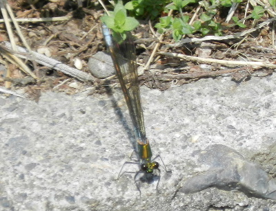 e0172950_16444542.jpg