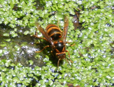 e0172950_16451191.jpg
