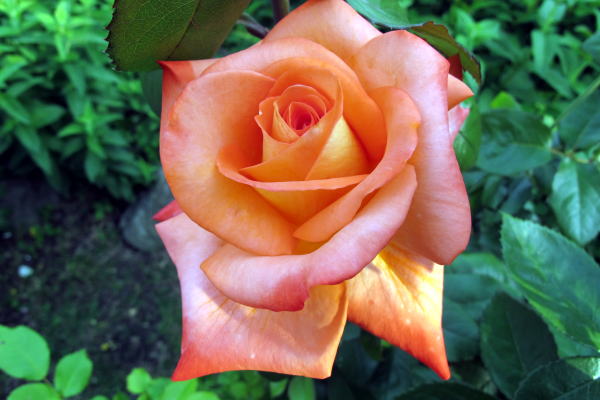 c0147952_20471329.jpg
