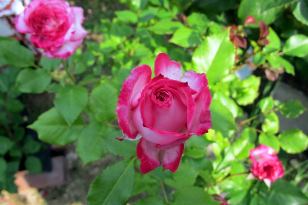 c0147952_20483067.jpg